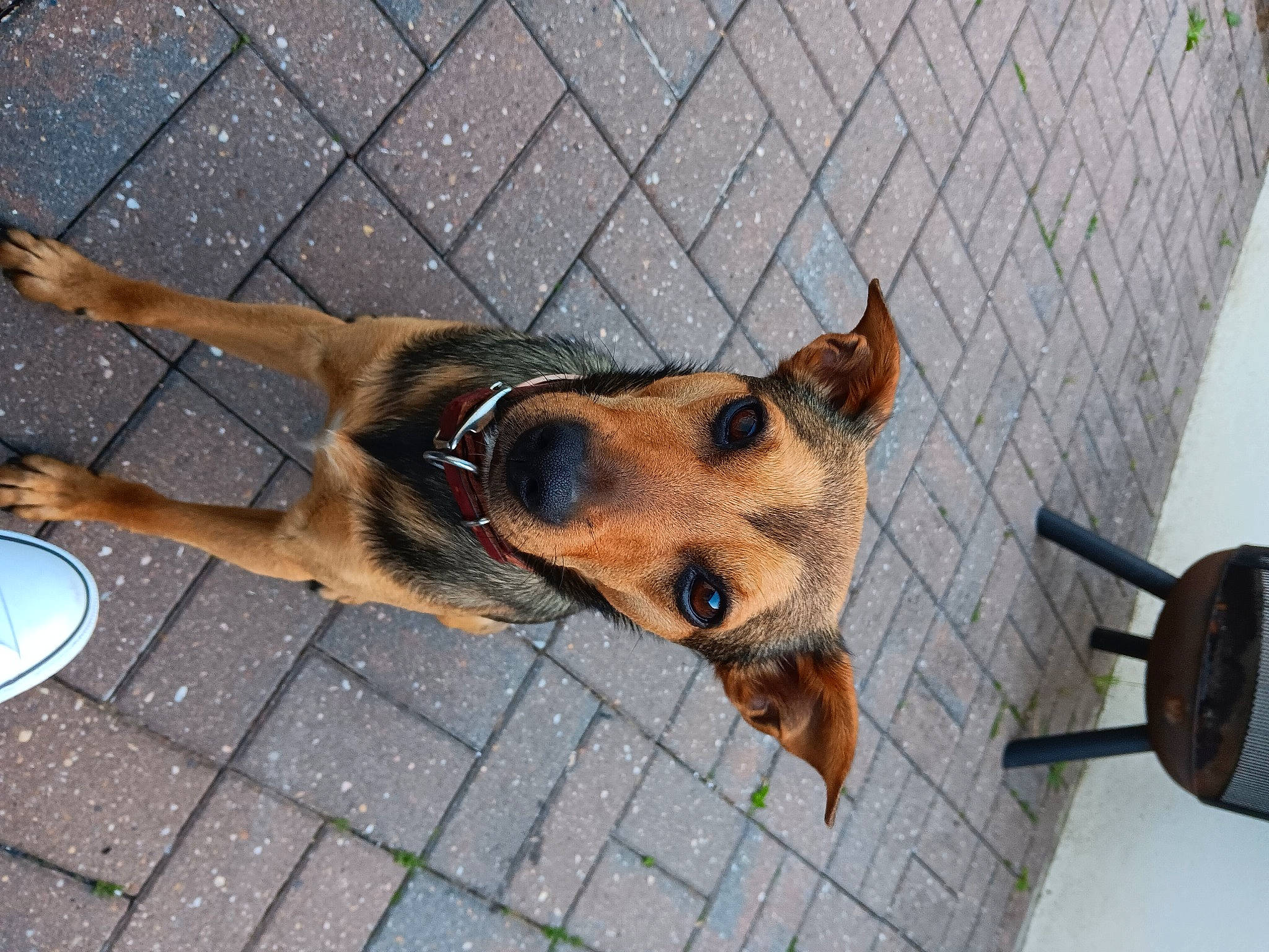 Tobby participe au concours pour gagner de l'argent avec cette photo : ancient_dog_breeds, canidae, carnivore, collar, companion_dog, dog, dog_breed, dog_collar, dog_supply, fawn, herding_dog, pet_supply, road_surface, snout, sporting_group, street_dog, terrestrial_animal, working_animal, working_dog