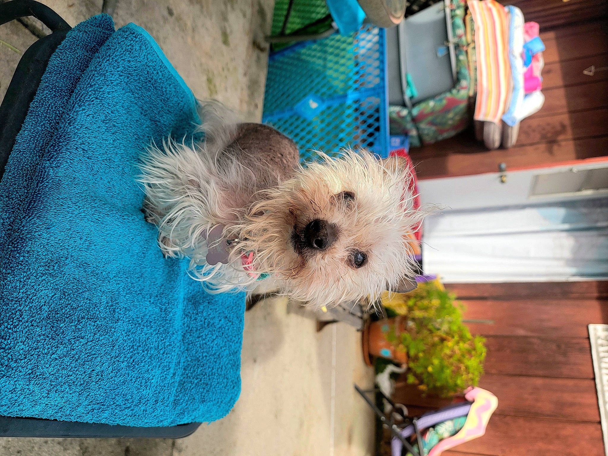Addie is registered to the contest to win money with this photo: bag, canidae, carnivore, companion_dog, dog, dog_breed, dog_clothes, dog_supply, event, fawn, flowerpot, fur, plant, small_terrier, snout, sporting_group, stuffed_toy, terrier, toy, toy_dog
