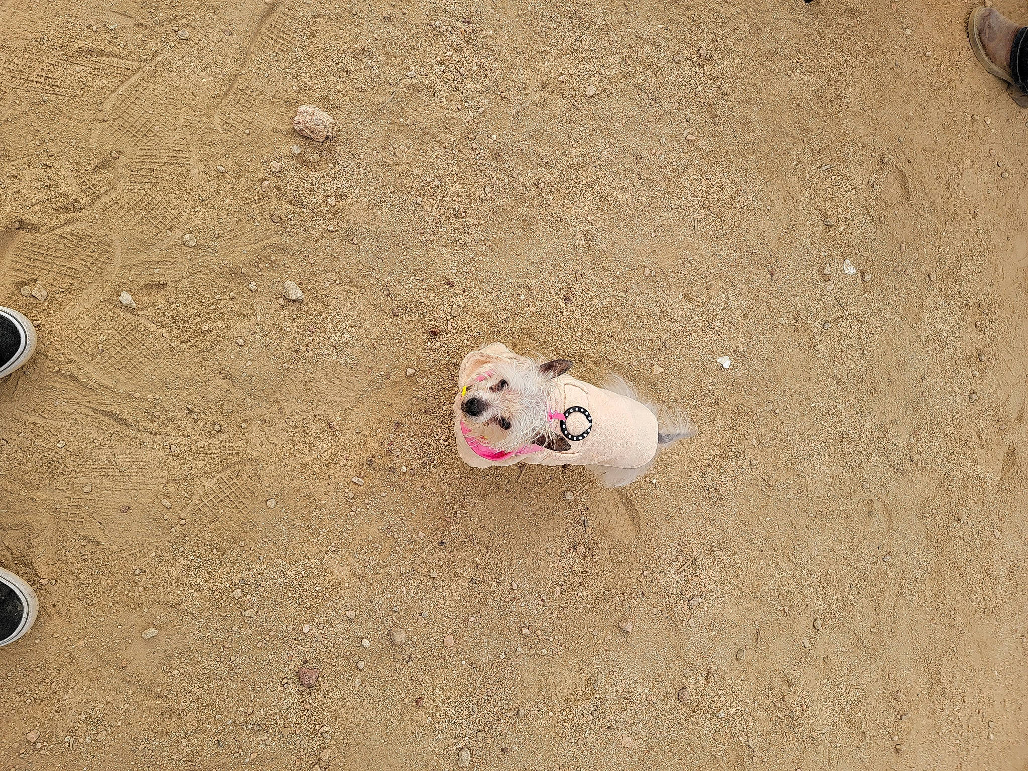 Addie is registered to the contest to win money with this photo: asphalt, beach, carmine, carnivore, circle, dog, dog_breed, foot, footprint, landscape, paw, sand, shadow, snout, soil, terrestrial_animal