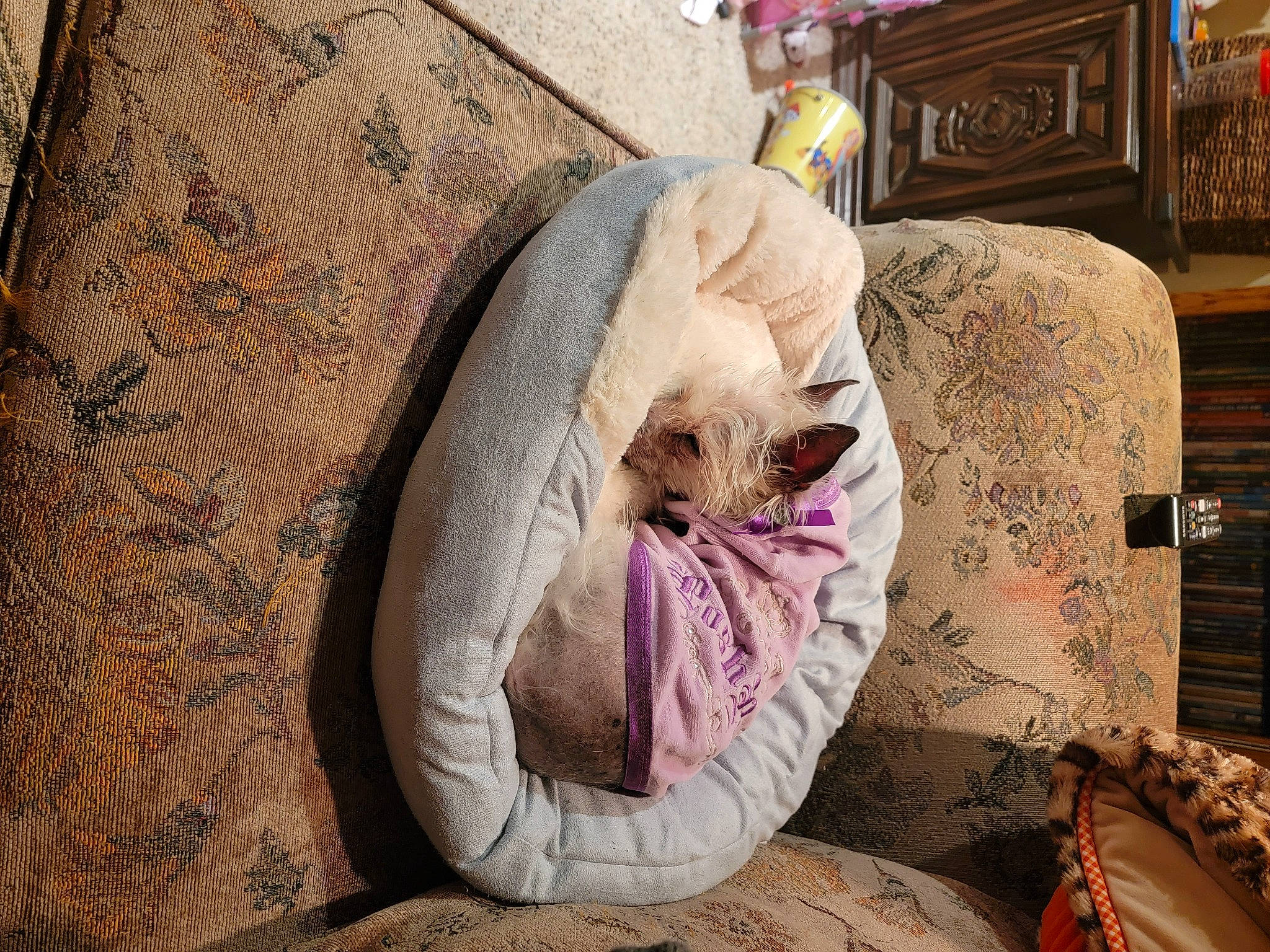 Addie joined the competition — help win amazing prizes! bag, bed_sheet, bedding, carnivore, comfort, companion_dog, dog_breed, fawn, felidae, fur, linens, magenta, non_sporting_group, room, sitting, small_to_medium_sized_cats, visual_arts, whiskers, wood, wrinkle