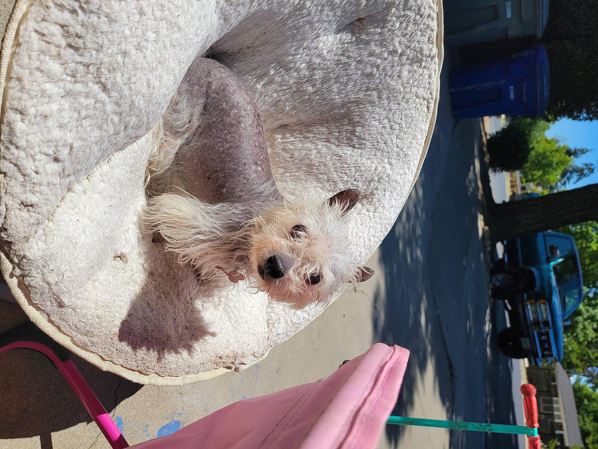 Addie is registered to the contest to win money with this photo: beak, bird_of_prey, canidae, fawn, feather, fur, sky, snout, stuffed_toy, tail, terrestrial_animal, tree, whiskers, wildlife, wing, wool