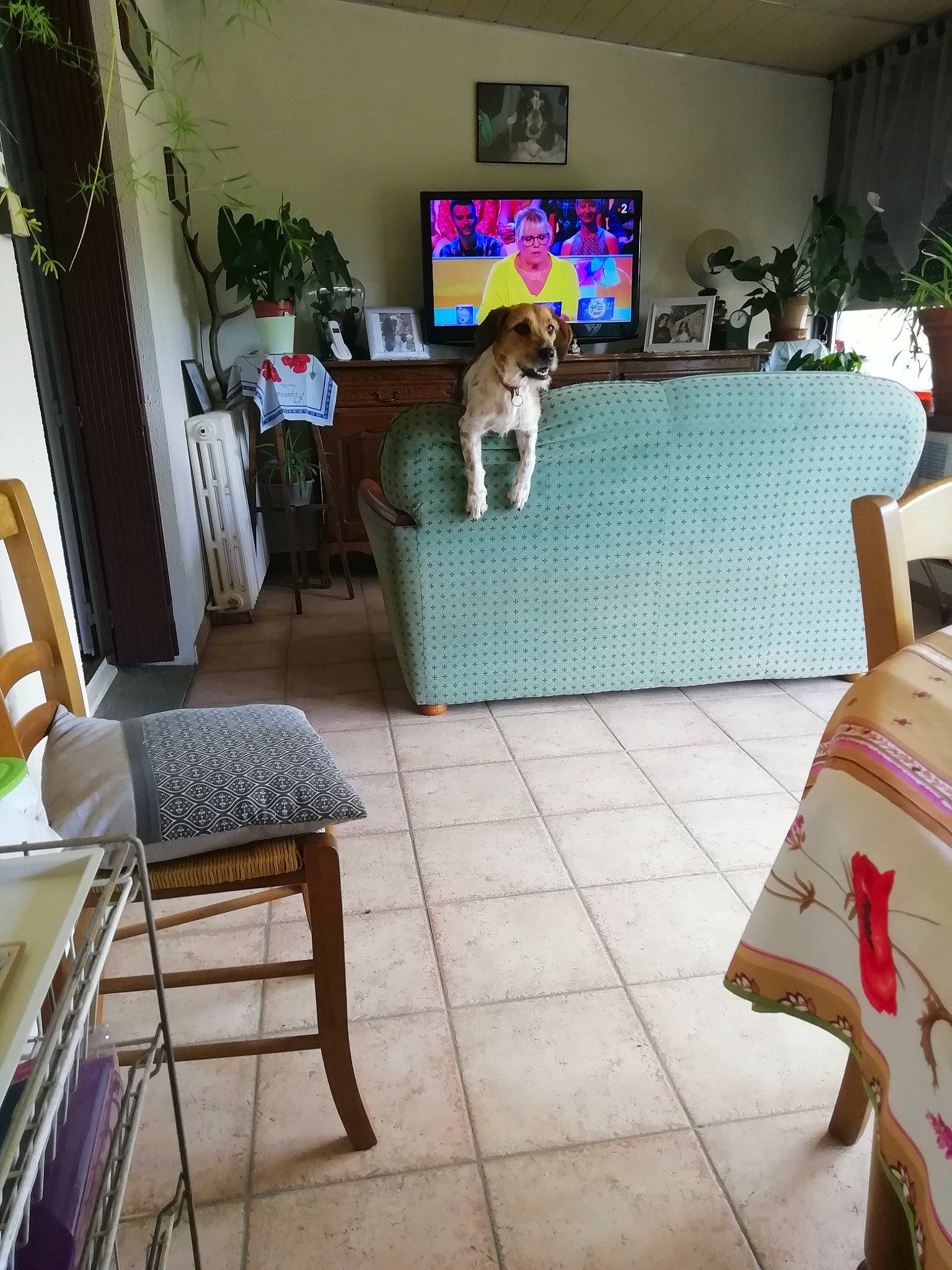 Tosca participe au concours pour gagner de l'argent avec cette photo : building, chair, couch, design, event, felidae, floor, flooring, flowerpot, furniture, hardwood, houseplant, interior_design, living_room, plant, property, small_to_medium_sized_cats, table, wall, wood