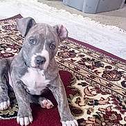 Jax is registered to the contest to win money with this photo: animal, brindle, canine, carpet, curious, cute, dog, domestic_animal, ears, floor, furniture, home, indoor, looking, pet, puppy, rug, sitting, white_markings, young_dog