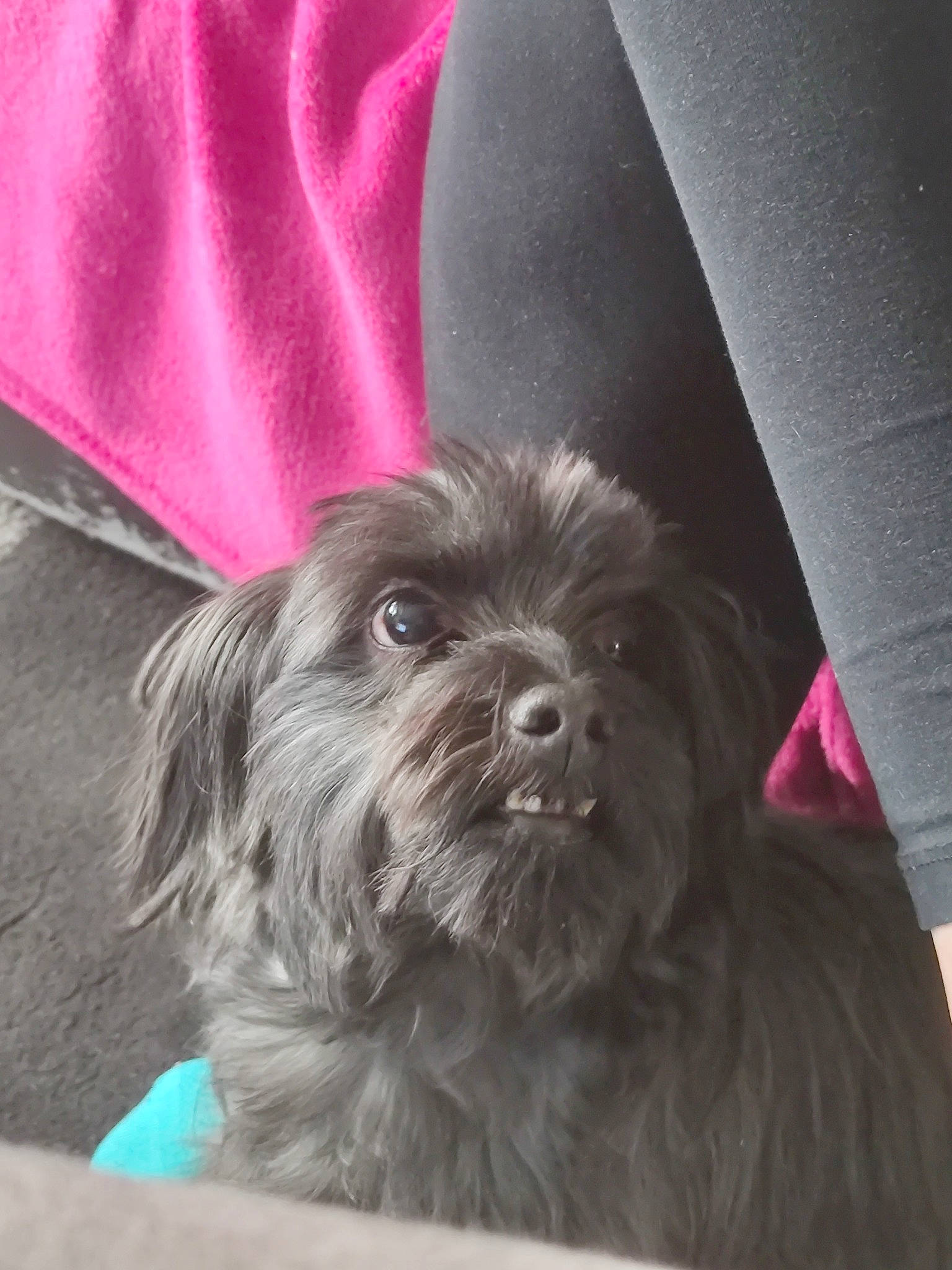 Micky a rejoint le concours — aidez-le/la à gagner de superbes lots ! canidae, carnivore, companion_dog, dog, dog_breed, fur, liver, magenta, maltepoo, puppy, puppy_love, shih_poo, shih_tzu, sleeve, small_terrier, snout, sporting_group, terrier, toy_dog, working_animal