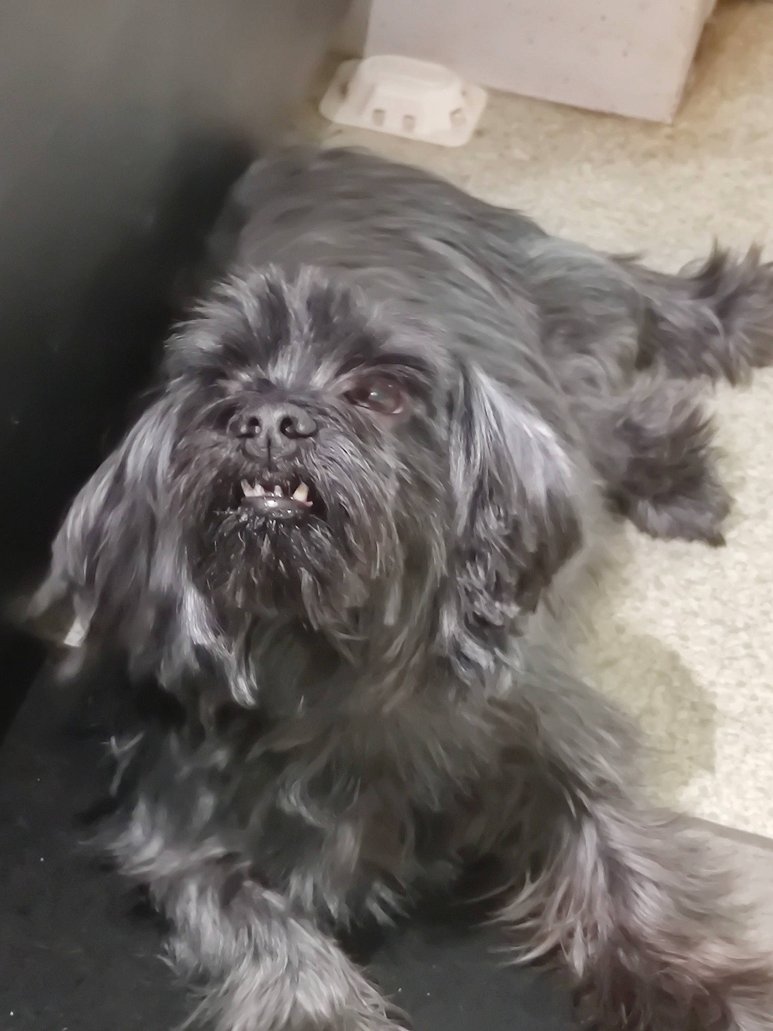 Micky a rejoint le concours — aidez-le/la à gagner de superbes lots ! canidae, carnivore, cockapoo, companion_dog, dog, dog_breed, fur, liver, maltepoo, non_sporting_group, poodle_crossbreed, shih_poo, small_terrier, snout, sporting_group, terrier, toy_dog, water_dog, working_animal, yorkipoo