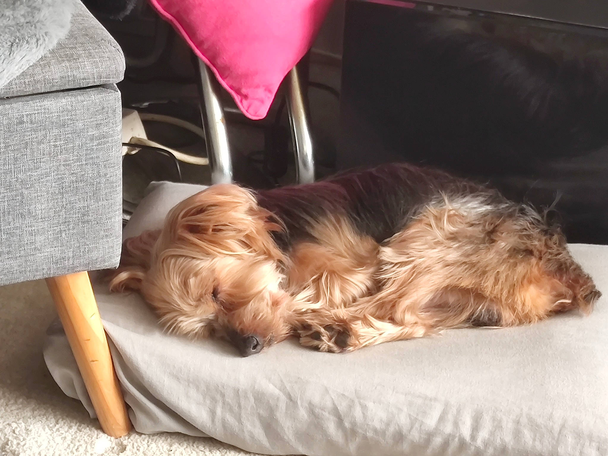 Simba a rejoint le concours — aidez-le/la à gagner de superbes lots ! canidae, carnivore, chair, comfort, companion_dog, dog, dog_breed, dog_supply, fashion_accessory, fawn, flooring, fur, human_leg, liver, nap, sporting_group, terrier, toy_dog, wood, yorkshire_terrier