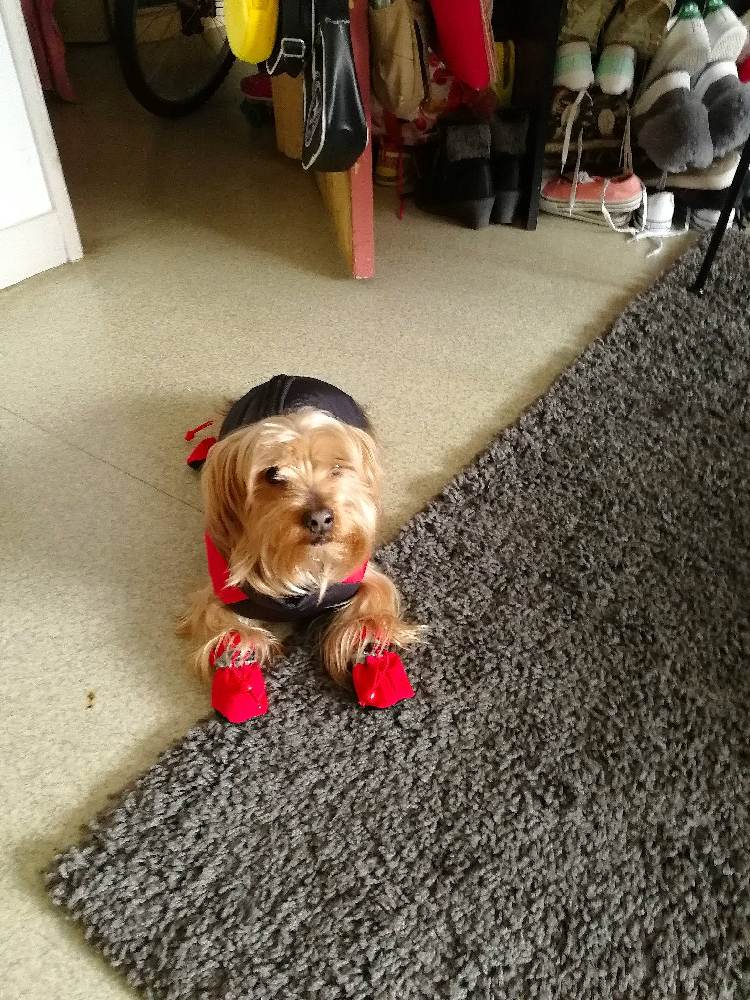 Simba participe au concours pour gagner de l'argent avec cette photo : carnivore, collar, companion_dog, dog, dog_breed, dog_clothes, dog_collar, dog_supply, fawn, floor, flooring, leash, liver, pet_supply, small_terrier, snout, terrier, toy_dog, wheel, working_animal