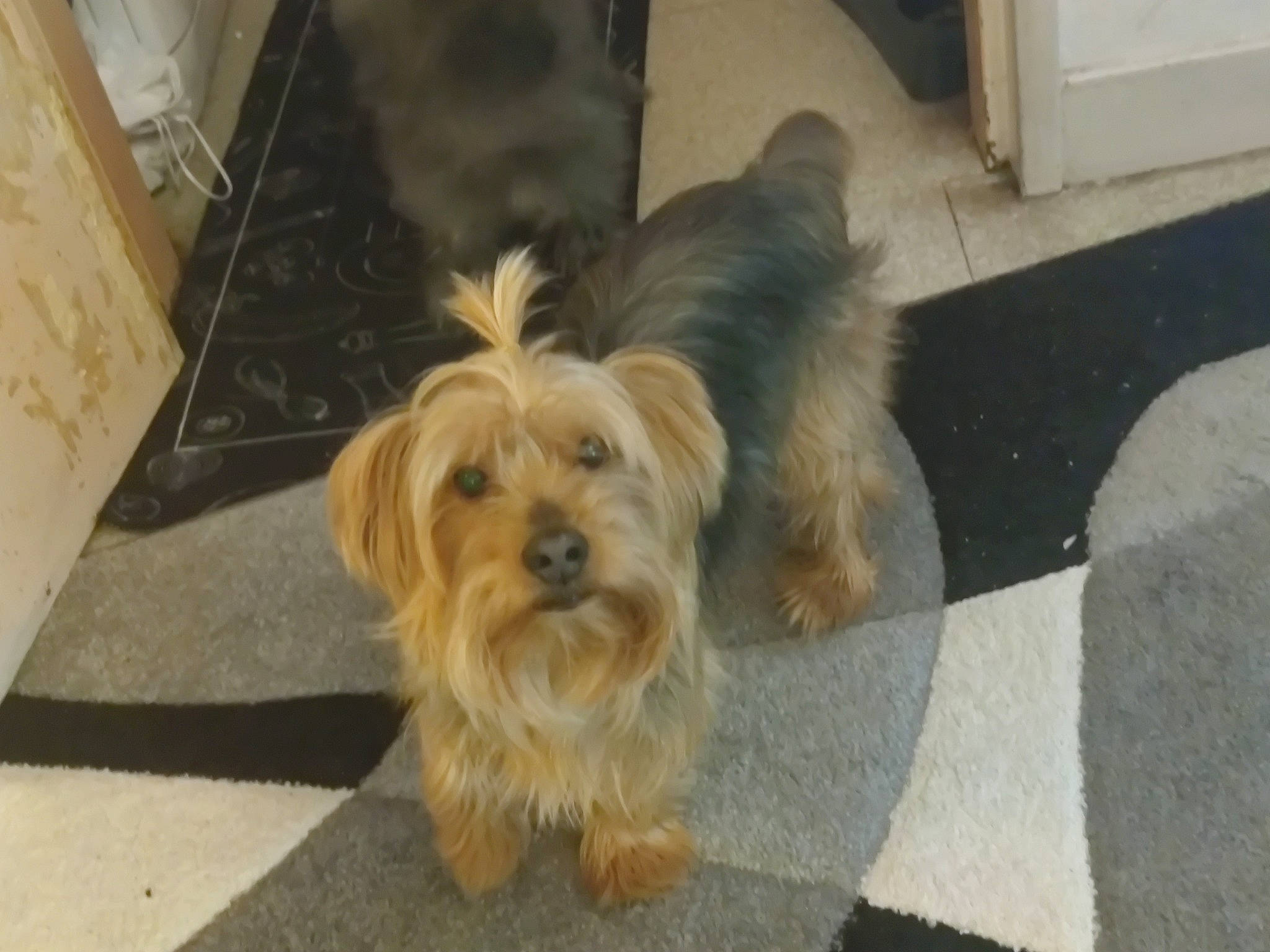 Simba a rejoint le concours — aidez-le/la à gagner de superbes lots ! asphalt, canidae, carnivore, companion_dog, dog, dog_breed, floor, flooring, fur, liver, maltepoo, poodle_crossbreed, road_surface, small_terrier, snout, sporting_group, terrier, toy_dog, working_animal, yorkipoo