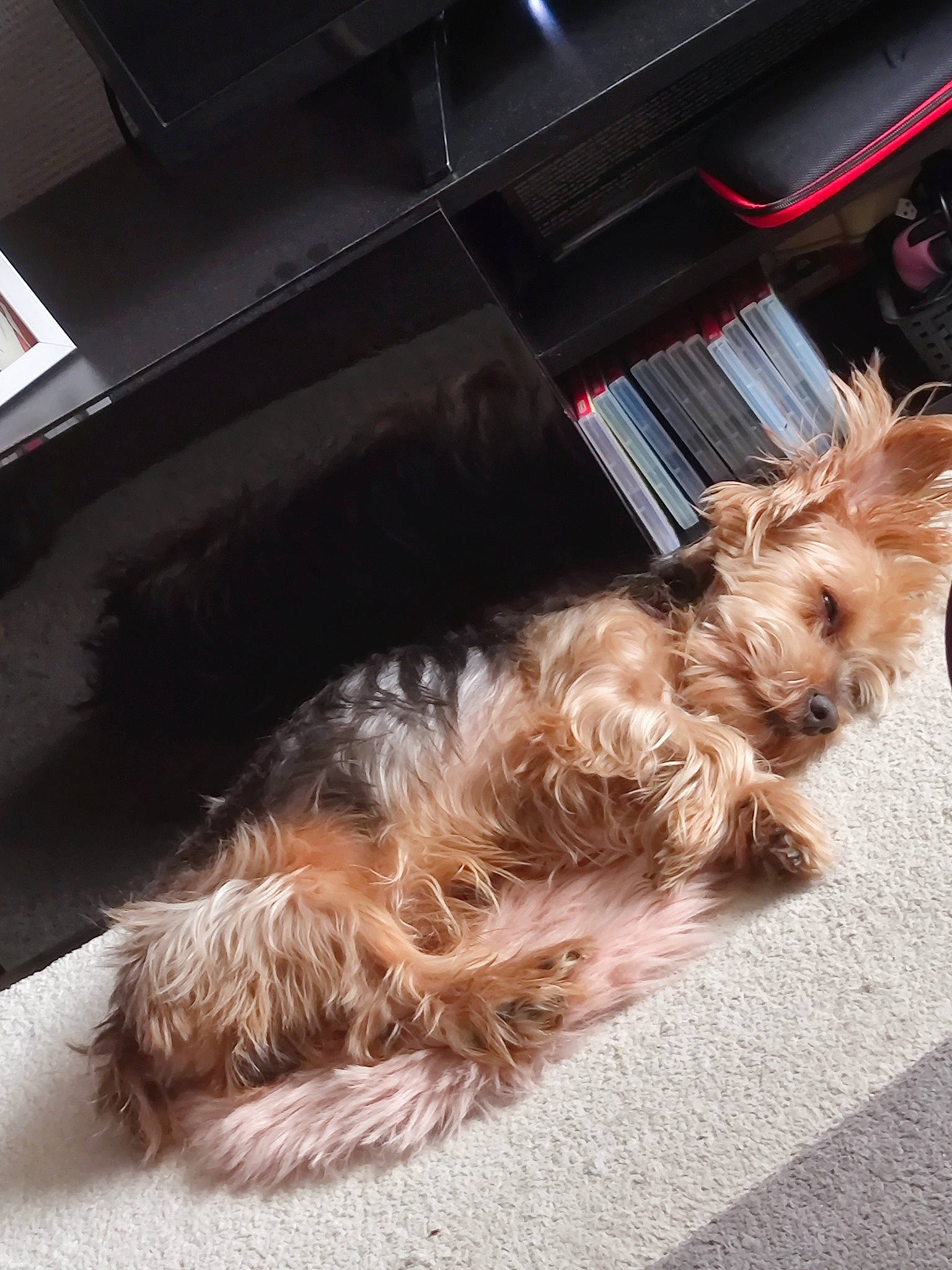 Simba a rejoint le concours — aidez-le/la à gagner de superbes lots ! canidae, carnivore, companion_dog, dog, dog_breed, dog_supply, flooring, fur, liver, small_terrier, snout, sporting_group, terrier, toy_dog, yorkipoo