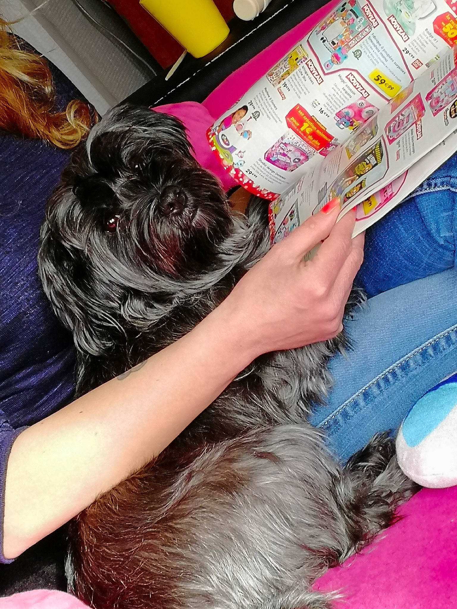 Nala participe au concours pour gagner de l'argent avec cette photo : balloon, canidae, comfort, companion_dog, dog_breed, finger, fun, fur, gesture, hair_coloring, human_leg, magenta, nail, photography, play, publication, sitting, sporting_group, textile, thigh