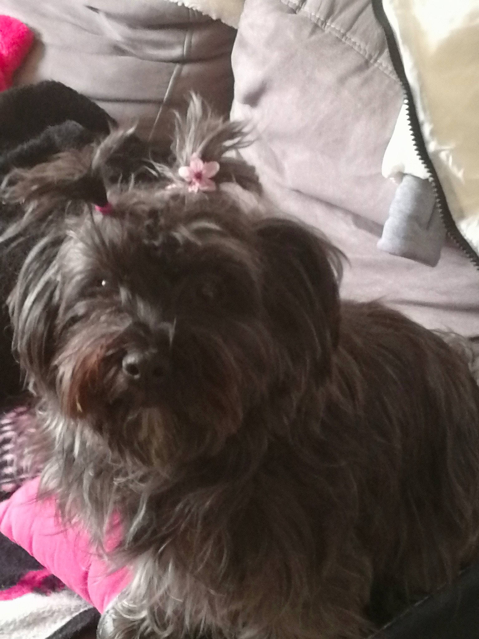 Nala participe au concours pour gagner de l'argent avec cette photo : canidae, carnivore, comfort, companion_dog, dog, dog_breed, fur, liver, maltepoo, non_sporting_group, poodle_crossbreed, shih_poo, small_terrier, snout, sporting_group, terrier, toy_dog, water_dog, working_animal, yorkipoo