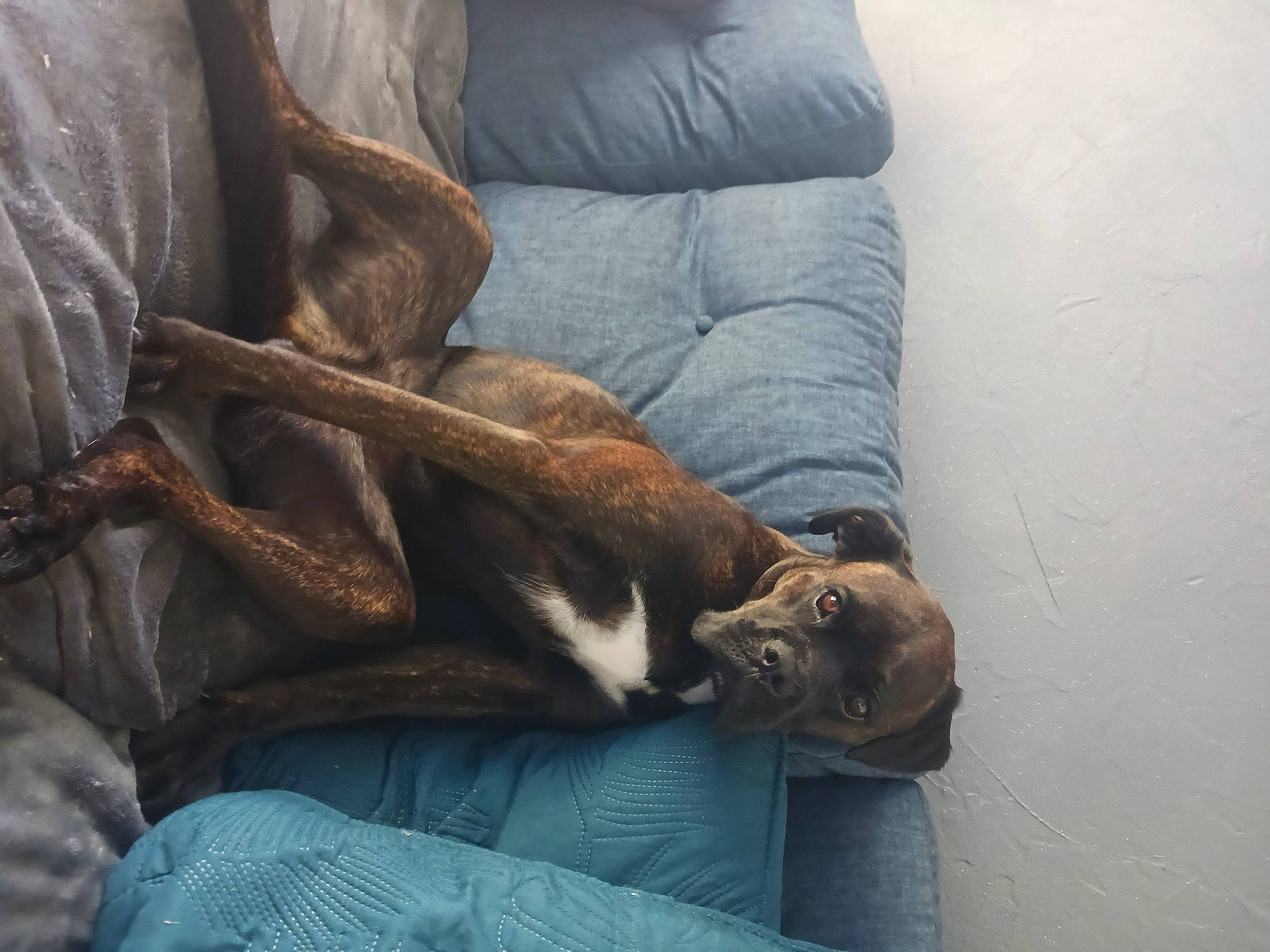 Réglisse participe au concours pour gagner de l'argent avec cette photo : armrest, brown, canidae, carnivore, cat, comfort, companion_dog, dog_breed, domestic_short_haired_cat, fawn, felidae, grey, hardwood, mammal, small_to_medium_sized_cats, sporting_group, tail, vertebrate, whiskers, wood