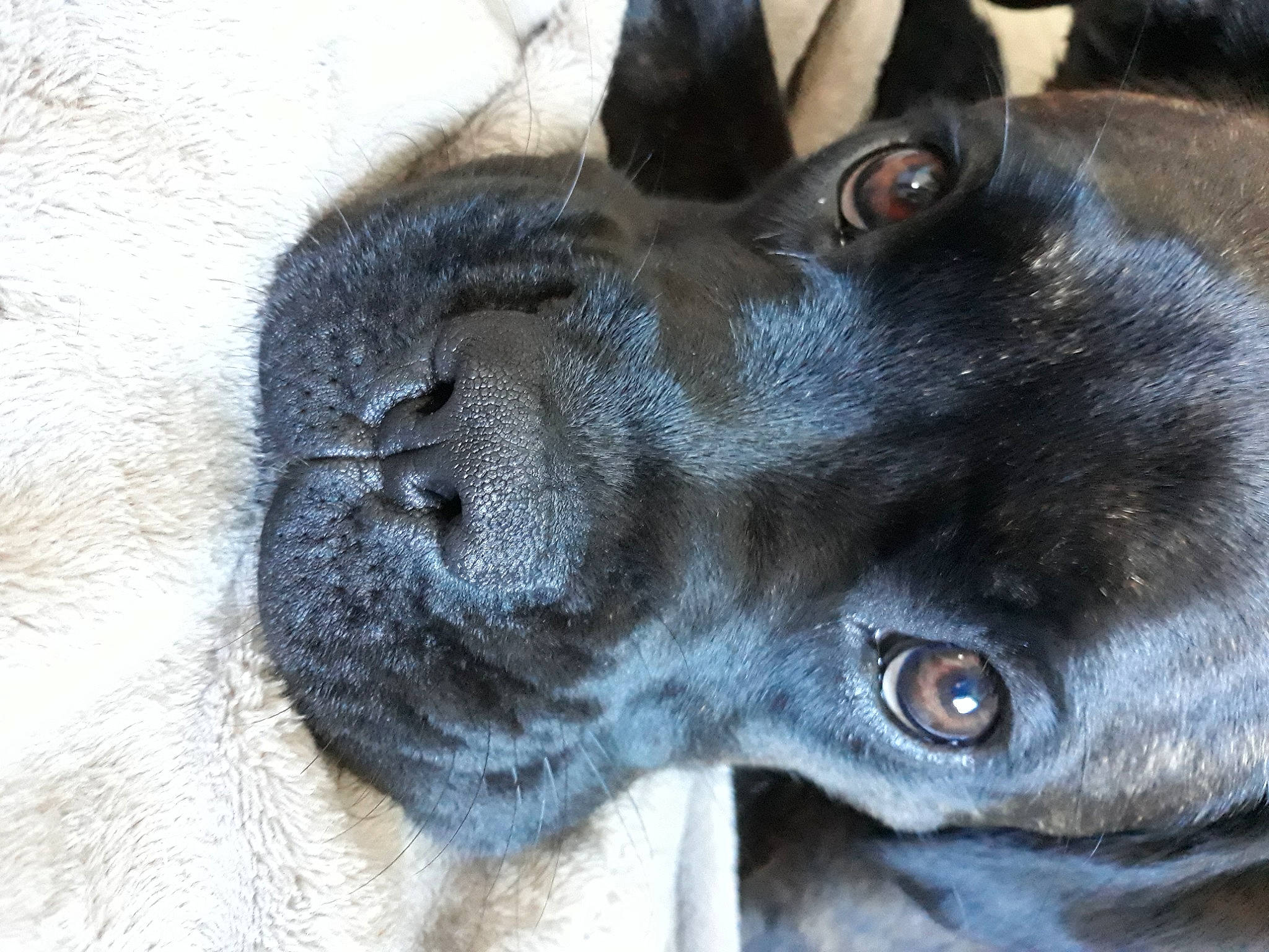 Réglisse participe au concours pour gagner de l'argent avec cette photo : borador, canidae, carnivore, close_up, companion_dog, dog, dog_breed, ear, eye, fawn, fur, head, iris, snout, sporting_group, terrestrial_animal, whiskers, wildlife, window, working_animal