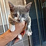 animal, bathroom, cat, closeup, curious, cute, fur, gray, hand, holding, human_hand, indoor, kitten, paw, pet, shower, small, tiles, whiskers, white