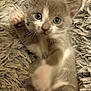 kitten, cat, gray_cat, white_paws, blue_eyes, furry, pet, cute, playful, close_up, indoor, soft_texture, blanket, young_animal, whiskers, paw, relaxing, animal_portrait, small, feline