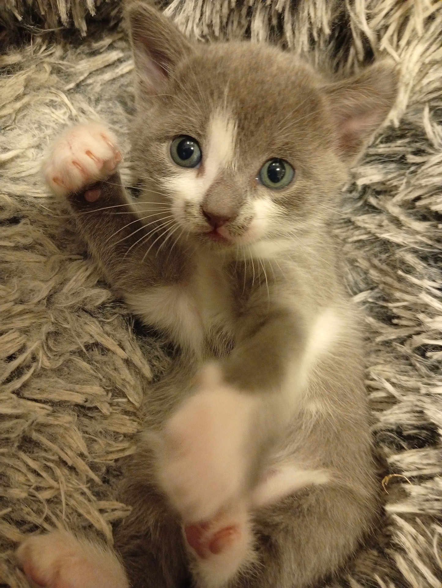 Pepette participe au concours pour gagner de l'argent avec cette photo : kitten, cat, gray_cat, white_paws, blue_eyes, furry, pet, cute, playful, close_up, indoor, soft_texture, blanket, young_animal, whiskers, paw, relaxing, animal_portrait, small, feline