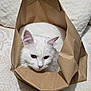Gigi Et Charly participe au concours pour gagner de l'argent avec cette photo : animal, brown, cat, closeup, cozy, curious, cute, domestic_animal, ears, face, feline, fur, indoor, paper_bag, pet, resting, soft_texture, whiskers, white, white_cat