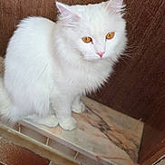 Gigi Et Charly a rejoint le concours — aidez-le/la à gagner de superbes lots ! alert, amber_eyes, animal, cat, cute, domestic_cat, ears, feline, fluffy, fur, indoor, ledge, marble, paws, pet, quiet, sitting, whiskers, white_cat, wooden_background