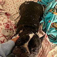 Bruiser is registered to the contest to win money with this photo: dog, pet, black_and_white, brindle, french_bulldog, lying_down, bed, blanket, bedding, indoor, cozy, portrait, close_up, large_eyes, wrinkles, short_hair, collar, human_hand, cuddling, relaxed