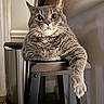 animal, cat, close_up, curious, domestic_cat, feline, fur, gray_fur, grey_tabby, household, indoor, looking_at_camera, paw, pet, portrait, relaxed, resting, stool, whiskers, wide_eyes