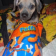 Axel Rose joined the competition — help win amazing prizes! puppy, dog, snack, cheese_puffs, bag, quilt, blanket, bed, curious, close_up, indoor, pet, animal, cute, brown, black, orange, blue, colorful, food