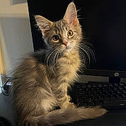 Zoro is registered to the contest to win money with this photo: cat, kitten, long_haired_kitten, whiskers, ears, yellow_eyes, tail, sitting, keyboard, computer_monitor, desk, hp_logo, indoor, pet, fur, curious, portrait, close_up, black_background, home_office