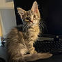 cat, kitten, long_haired_kitten, whiskers, ears, yellow_eyes, tail, sitting, keyboard, computer_monitor, desk, hp_logo, indoor, pet, fur, curious, portrait, close_up, black_background, home_office