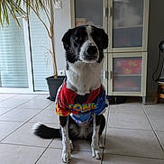 Happy a rejoint le concours — aidez-le/la à gagner de superbes lots ! dog, black_and_white, shirt, sonic, indoor, tile_floor, plant, cabinet, pet, sitting, fur, animal, houseplant, furniture, domestic, cute, companion, wearing_clothes, obedient, portrait