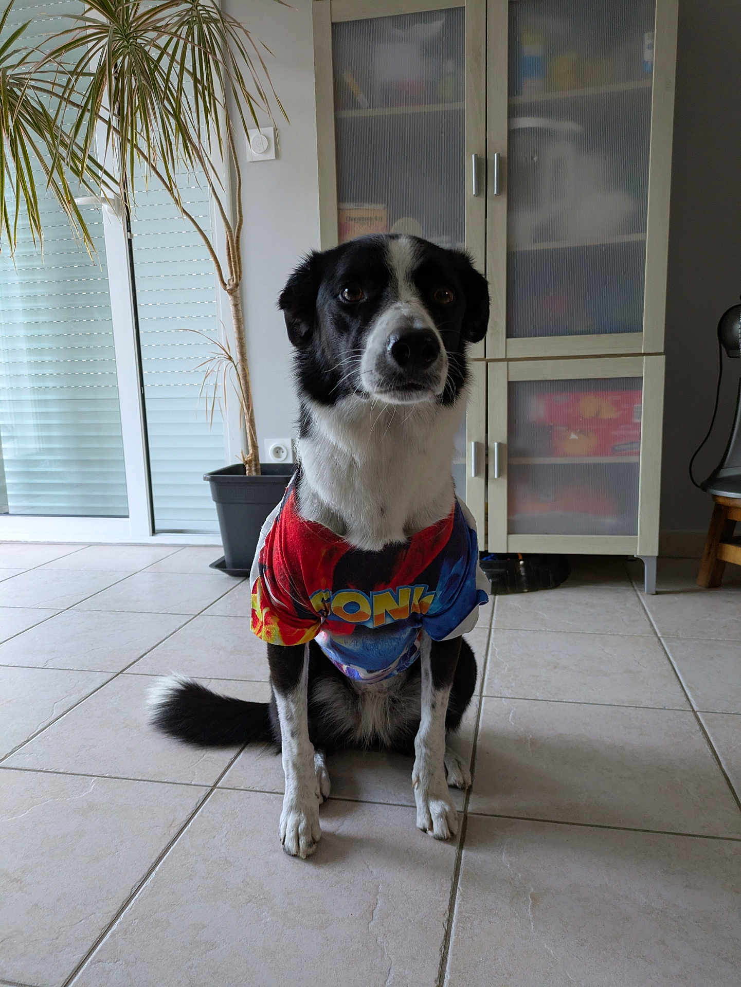 Happy a rejoint le concours — aidez-le/la à gagner de superbes lots ! dog, black_and_white, shirt, sonic, indoor, tile_floor, plant, cabinet, pet, sitting, fur, animal, houseplant, furniture, domestic, cute, companion, wearing_clothes, obedient, portrait
