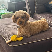 Lucy is registered to the contest to win money with this photo: dog, toy, couch, indoor, curtains, plush_toy, pet, brown_dog, furniture, relaxing, living_room, window, light, cozy, curly_fur, domestic_animal, animal, resting, home, paw