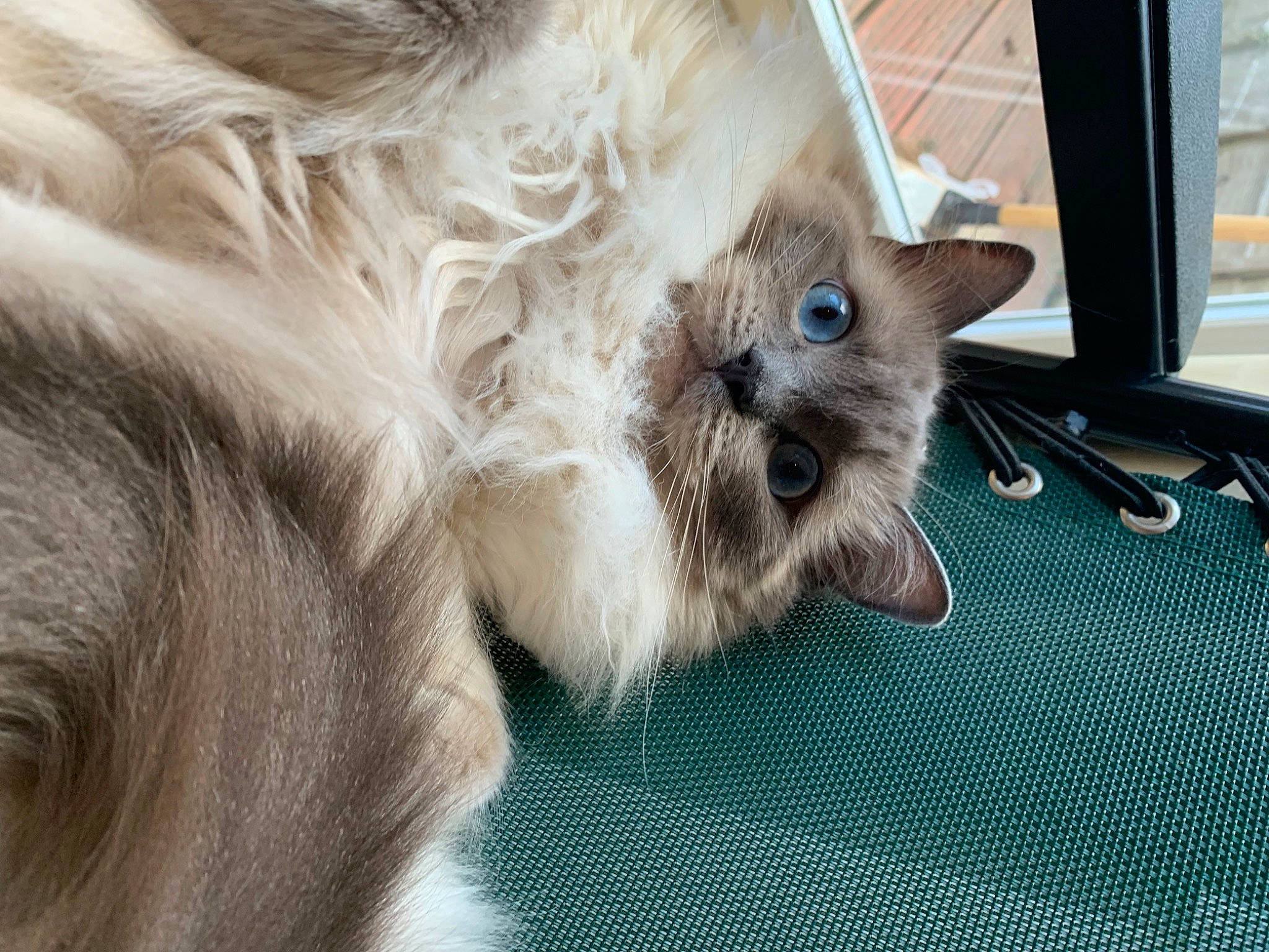 Cleopatra is registered to the contest to win money with this photo: canidae, carnivore, collar, companion_dog, dog, dog_breed, dog_supply, fawn, felidae, fur, paw, small_terrier, small_to_medium_sized_cats, snout, sporting_group, tail, terrier, toy_dog, whiskers, working_animal