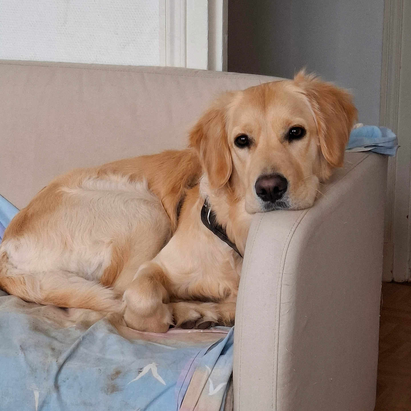 Milo a rejoint le concours — aidez-le/la à gagner de superbes lots ! dog, golden_retriever, couch, blanket, indoor, resting, pet, animal, furniture, relaxed, canine, living_room, head, paw, fur, face, companion, cute, domestic_animal, sleepy