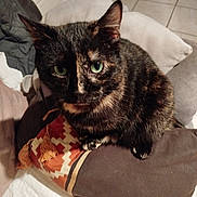 Minouchette a rejoint le concours — aidez-le/la à gagner de superbes lots ! animal, cat, close_up, companion, cozy, cushion, cute, domestic, feline, fur, green_eyes, home, indoor, looking_at_camera, pet, pillow, resting, sitting, tile_floor, tortoiseshell_cat