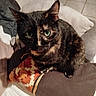 animal, cat, close_up, companion, cozy, cushion, cute, domestic, feline, fur, green_eyes, home, indoor, looking_at_camera, pet, pillow, resting, sitting, tile_floor, tortoiseshell_cat