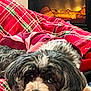 Lady joined the competition — help win amazing prizes! dog, blanket, plaid, fireplace, cozy, indoor, pet, fur, cute, resting, warm, red, pink, comfort, relaxing, home, animal, snuggle, soft, portrait