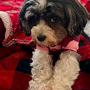 Lady is registered to the contest to win money with this photo: dog, pet, fur, black_and_white, curly_fur, pink_shirt, blanket, red, black, cozy, indoor, close_up, cute, animal, stretching, front_legs, canine, portrait, soft_texture, relaxed