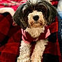 Lady joined the competition — help win amazing prizes! dog, curly_fur, pet, blanket, red, black, cozy, cute, animal, portrait, indoors, fur, canine, clothing, resting, closeup, soft_texture, companion, cute_outfit, relaxed