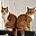 Garfield And Blake