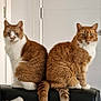cat, ginger_cat, white_cat, feline, pets, animals, indoor, couch, black_couch, tail, back_to_back, sitting, looking_at_camera, domestic_cat, fur, whiskers, ears, eyes, furniture, home