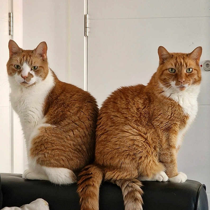 Garfield And Blake is registered to the contest to win money with this photo: animals, back_to_back, black_couch, cat, couch, domestic_cat, ears, eyes, feline, fur, furniture, ginger_cat, home, indoor, looking_at_camera, pets, sitting, tail, whiskers, white_cat