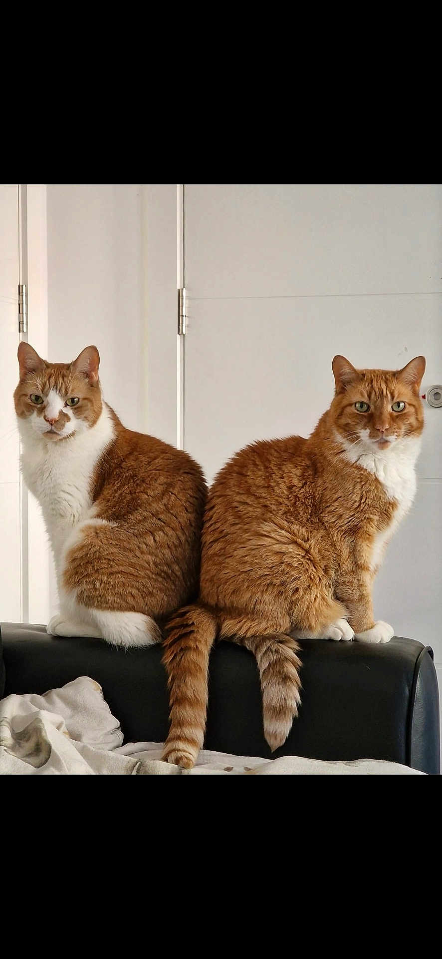 Garfield And Blake is registered to the contest to win money with this photo: cat, ginger_cat, white_cat, feline, pets, animals, indoor, couch, black_couch, tail, back_to_back, sitting, looking_at_camera, domestic_cat, fur, whiskers, ears, eyes, furniture, home