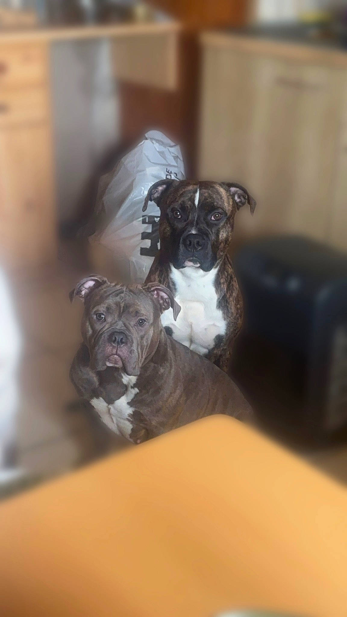 Guizmo a rejoint le concours — aidez-le/la à gagner de superbes lots ! boston_terrier, canidae, carnivore, companion_dog, dog, dog_breed, fawn, liver, non_sporting_group, puppy, sporting_group, tail, toy_dog, working_animal, wrinkle