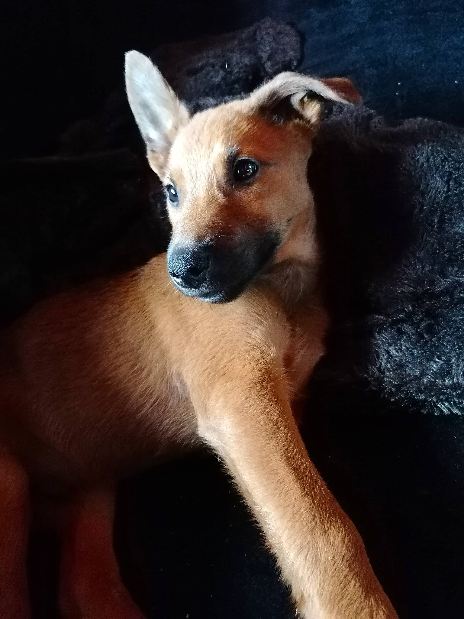 Brüno participe au concours pour gagner de l'argent avec cette photo : canidae, carnivore, companion_dog, dog, dog_breed, eye, fawn, fur, head, paw, plant, snout, sporting_group, tail, terrestrial_animal, toy_dog, whiskers, wildlife