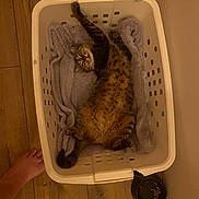 Héra participe au concours pour gagner de l'argent avec cette photo : animal, bare_foot, bowl, cat, cozy, cute, domestic, feline, home, indoor, laundry_basket, paw, pet_food, relaxed, resting, sleeping, stretching, tabby, towel, wooden_floor