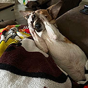 Lexi is registered to the contest to win money with this photo: dog, blanket, couch, living_room, pet, playing, paws, fur, indoor, cozy, resting, canine, brown, white, relaxed, animal, comfort, furniture, home, cute