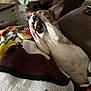 dog, blanket, couch, living_room, pet, playing, paws, fur, indoor, cozy, resting, canine, brown, white, relaxed, animal, comfort, furniture, home, cute