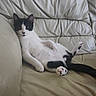 Tito joined the competition — help win amazing prizes! cat, black_and_white, lounging, couch, leather, relaxed, pet, indoor, feline, paw, fur, animal, home, comfort, resting, whiskers, tail, cute, domestic, seated