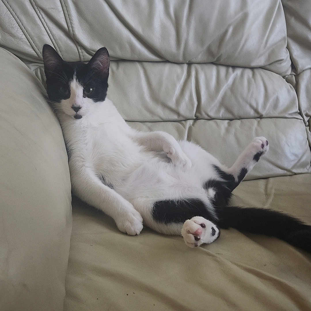 Tito joined the competition — help win amazing prizes! cat, black_and_white, lounging, couch, leather, relaxed, pet, indoor, feline, paw, fur, animal, home, comfort, resting, whiskers, tail, cute, domestic, seated