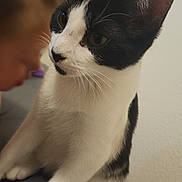 Tito is registered to the contest to win money with this photo: cat, black_and_white, pet, animal, indoor, curious, face, whiskers, ears, fur, person, blurred, closeup, domestic, feline, companion, cute, sitting, portrait, interaction