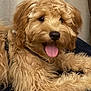 animal, brown, canine, curly_fur, cushion, cute, dog, domestic, fluffy, friendly, fur, golden_doodle, happy, indoor, lying_down, mammal, pet, playful, puppy, tongue_out